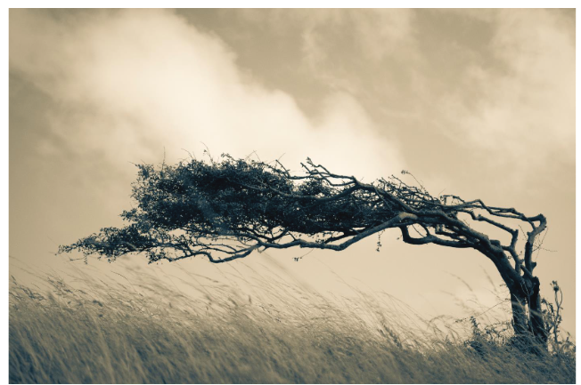 תמונה&nbsp;פרקטיקות של חוסן בימי שגרה